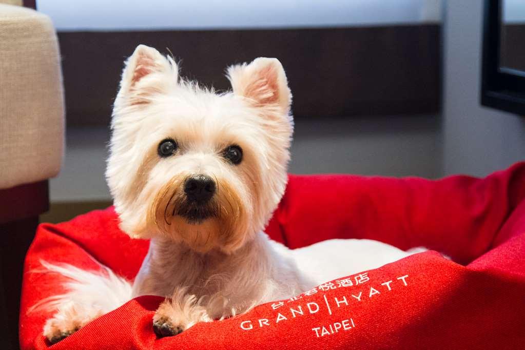 Grand Hyatt Taipei Hotel Szoba fotó A Westie